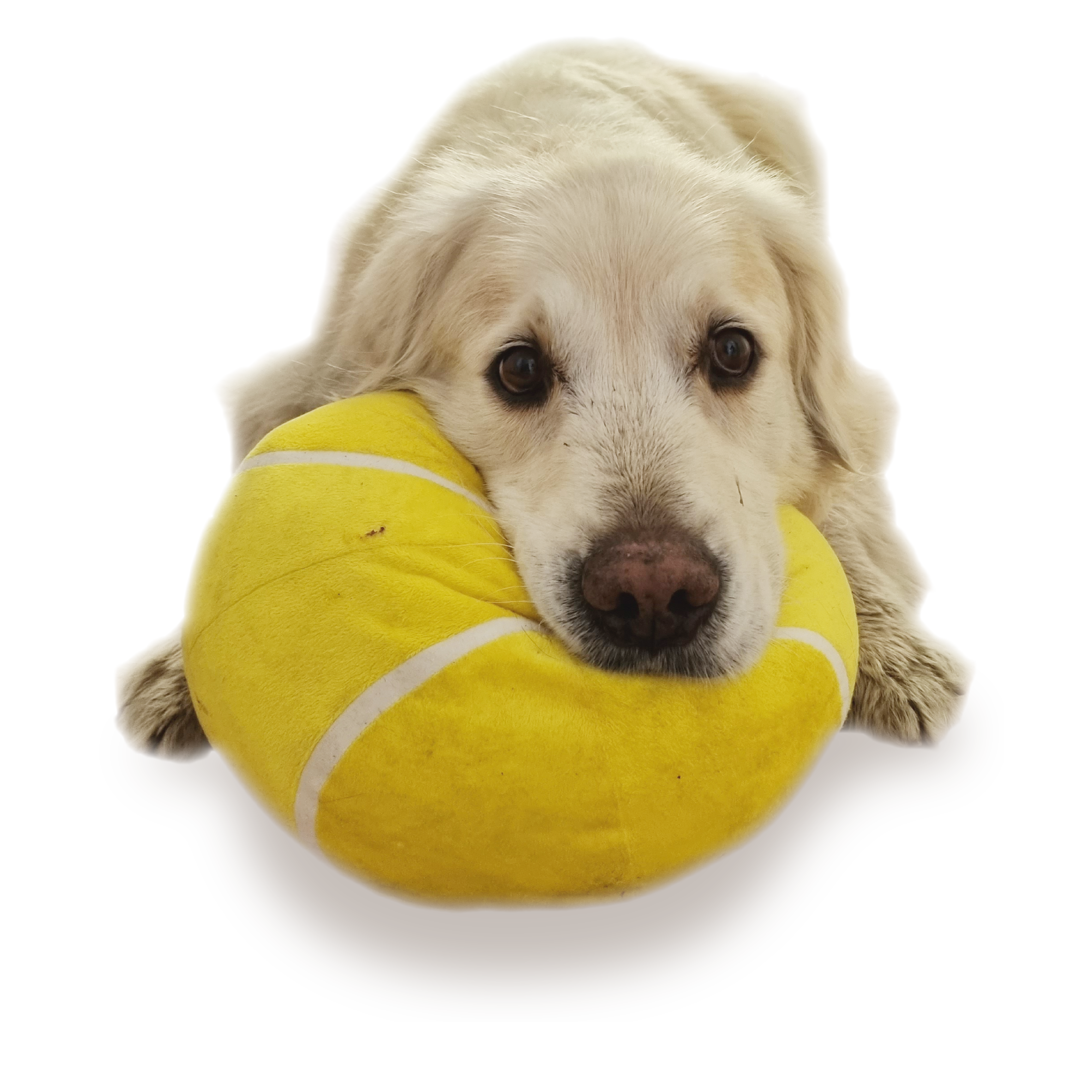 Cane con palla da tennis gigante